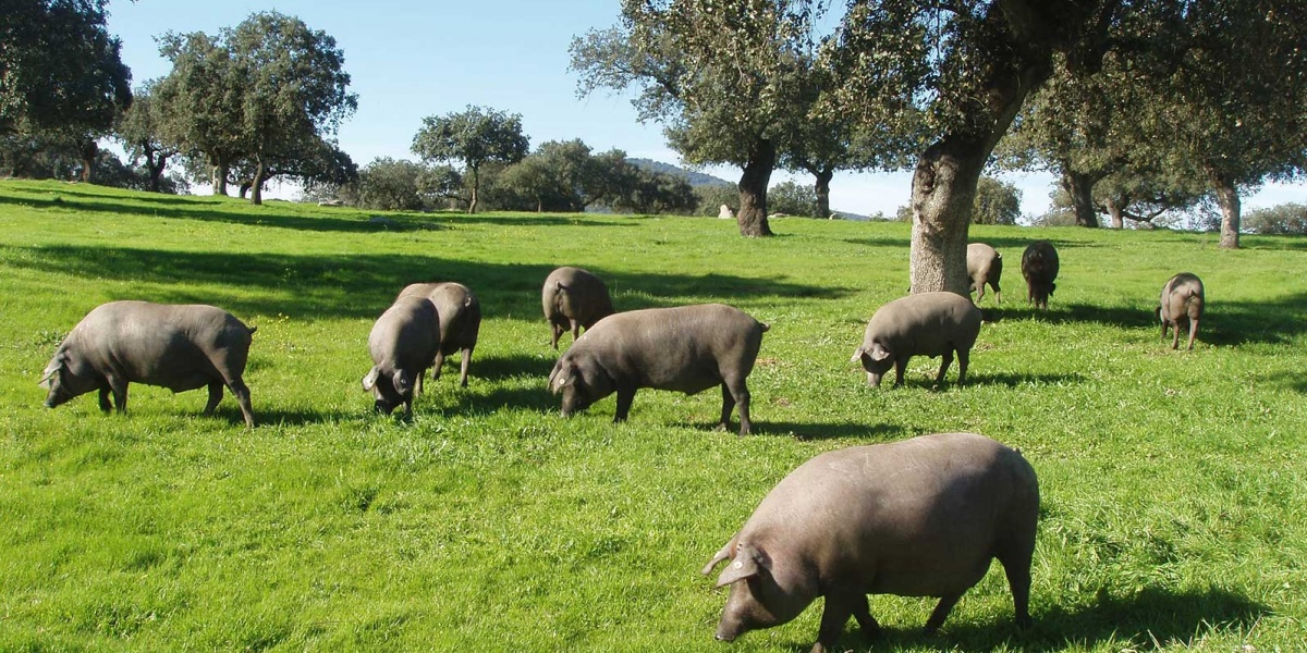 Formación Ganadería Porcina intensiva, según Real Decreto 306/2020, de 11 de febrero